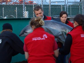 Staff work with a porpoise receiving 24-hour care at the Vancouver Aquarium's Marine Mammal Rescue Centre. Daphne Bramham says a suggestion rescued animals could live their lives out here, in tiny hospital pools, but not at the main aquarium makes no sense.