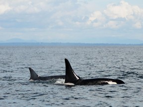 FILE PHOTO Southern Resident orca J2, or "Granny" (left), with L87, or "Onyx," in the foreground in the southern Strait of Georgia.