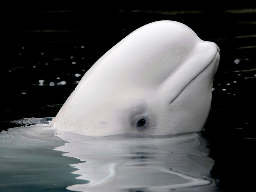 Identification of a Novel Coronavirus from a Beluga Whale by Using