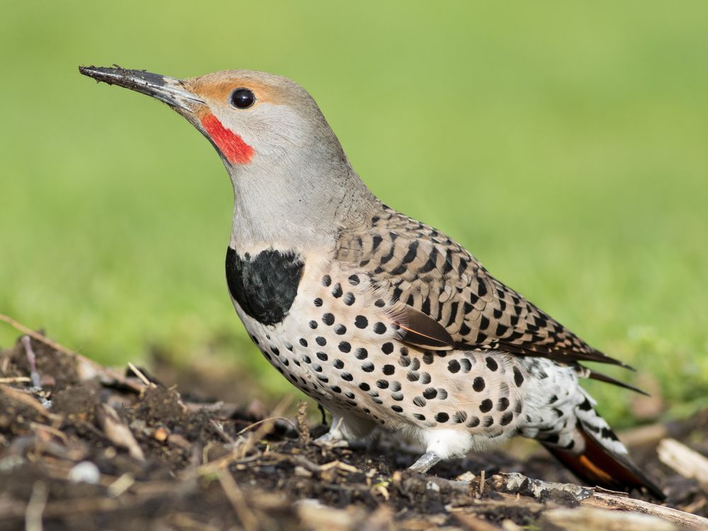 Vote for Vancouver's official bird: Here are the four in the running ...