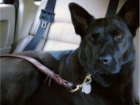 Oct. 30, 2016 - Maggie, a Chow-Labrador cross, died Saturday after a firecracker spooked her. She ran from Trout Lake to the SkyTrain tracks. She was hit by a train at the Nanaimo station. Submitted: Ali Fluevog.