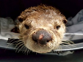 The Fur-Bearers are offering a $1,000 reward for anyone who can provide information that leads to the identification and conviction of the person(s) responsible for setting the snare that injured this otter in West Vancouver.