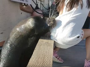 A sea lion dragged a young girl into the water at Richmond's Steveston Wharf.