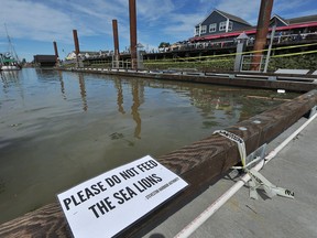 A sign at Steveston Harbour warns people not to feed sea lions.