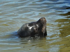 A sea lion swimming near the Steveston Wharf after girl was pulled into the water by one this weekend, in Steveston, BC., May 21, 2017.