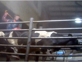 Two more staff have been sentenced in the Chilliwack cattle abuse case.