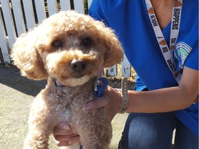 The Richmond Animal Protection Society (RAPS) took in a poodle Sunday that had been abandoned in a locked suitcase. They've named the dog Donut.