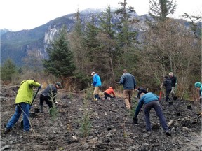 Squamish River Watershed Society volunteers transform a former log sort into a riparian area in 2015. The federal Fisheries programs that supported such work to enhance fish habitat is being eliminated.