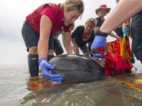 The Vancouver Aquarium Marine Mammal Rescue Centre team attends to Chester, a month-old, false, killer-whale calf found stranded and distressed by local residents on a beach near Tofino in 2014.