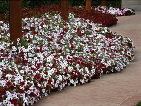 One of the showiest and least expensive way to create a red and white display is with petunias. Pictured are 'Tidal Wave' in Red Velour and Silver.