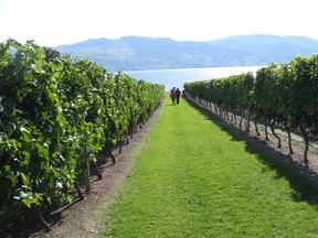 Gray Monk Winery started growing grapes and selling wine overlooking the north end of Okanagan Lake in 1976, and for more than 25 years it was the only winery in the region.