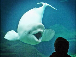 Qila, a 12-year-old beluga whale, responds at the underwater window to marine mammal manager Marcie Tarvid at the Vancouver Aquarium on Feb. 14, 2008.