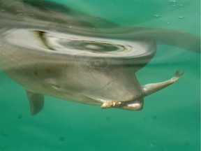 Daisy the porpoise will be allowed continue to live at the aquarium despite the new park board ban on housing cetaceans.