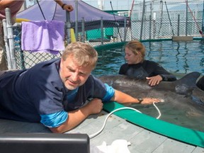 Dr. Martin Haulena does an ultrasound on the rescued false killer whale, Chester. Haulena said that a proposed whale sanctuary would have major problems, including an inability to control the animals' environment and depriving them of the contact with humans that captive cetaceans need.