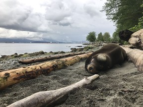 The Vancouver Aquarium Marine Mammal Rescue Centre responded Friday to Spanish Banks Beach for the rescue of an emaciated and lethargic adult male California sea lion that had been found at the high-tide line.