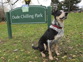 Vancouver residents hoping to hone their downward dogs and warrior poses among fellow yogis have run afoul of city regulations at Dude Chilling Park.