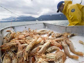 The B.C. spot prawn season harvest season usually starts in May, and lasts approximately 80 days.