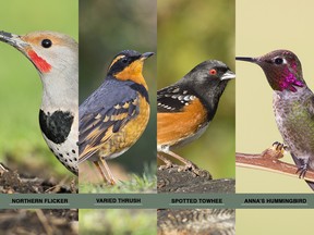 One of these four creatures will soon be named Vancouver's official bird.