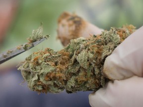 A vendor trims marijuana with scissors during the annual 4/20 cannabis-culture celebration at Sunset Beach in Vancouver on April 20.