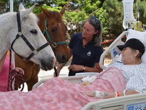 Surrey Memorial Hospital patient Jim Clarkson, right, who volunteered for Pacific Riding for Developing Abilities for more than 20 years, got a visit from horses Alex and Dodger on Tuesday.