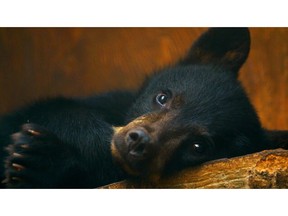 A cub reclines in an episode of Animal Planet's Wild Bear Rescue from Omnifilm.