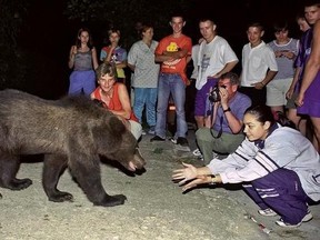 FILE - In this in this September 2002 file photo, a bear approaches a group of tourists gathered to watch it on the outskirts of Brasov, Romania. On Saturday, June 10, 2017 the website of a fortress connected to Vlad the Impaler announced that Romanian authorities closed the 13th Century fortress after a mother bear and her cubs were found roaming the area. Romania is home to between 5,000 and 6,000 brown bears. (AP Photo/Octavian Tibar, File)