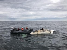Dr.Pierre-Yves Dumont collects samples from a dead right whale in the Gulf of St.Lawrence in a recent handout photo. Marine mammal experts say full necropsies will be needed to figure out what caused the deaths of at least six North Atlantic right whales found floating in the Gulf of St. Lawrence. THE CANADIAN PRESS/HO- Marine Animal Response Society MANDATORY CREDIT
