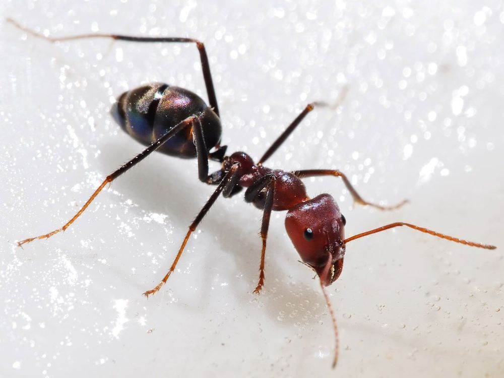How To Get Rid Of Ants From Your House