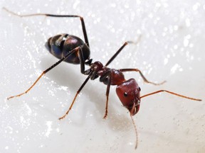 It's ant season. We asked a pro for the best measures to rid your house of the six-legged scavengers.