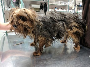 B.C. SPCA constables removed 17 badly neglected dogs — including 15 silky terriers — from a dog breeder in the Cowichan Valley.