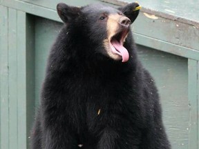 A bear escaped Langley's Critter Care Wildlife Society rehab centre on Sunday.