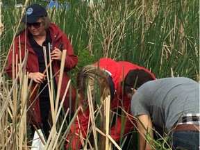 Staff from the Lake of the Woods District Property Owners Association and members of the LakeSmart team released a beetle species June 22 that is a natural predator of the invasive purple loosestrife. The loosestrife has spread an estimated two to three acres in the marsh that adjoins Laurenson's Creek.