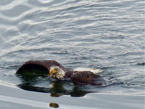 Belcarra resident Cheryl Papove caught a bald eagle swimming in just off shore from her waterfront home in the morning of Saturday, June 3, 2017 [PNG Merlin Archive]