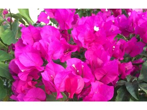 Some of the most striking of all outdoor tropical plants are the vibrant bougainvilleas. Noted for their intense cerise, reds and hot pinks, they provide that ‘colour pop’ few other plants can match.