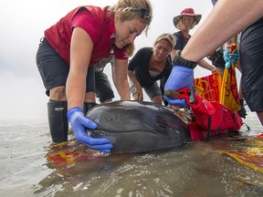 The Vancouver Aquarium Marine Mammal Rescue Centre team attends to Chester, a month-old false killer whale calf found stranded and distressed by local residents on a beach near Tofino in 2014.