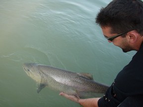 A Chinook salmon caught on the Skeena River at Terrace is being released.