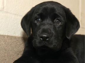 A black lab or lab cross pup (like the one in the photo) is recovering after being thrown out of a car window.