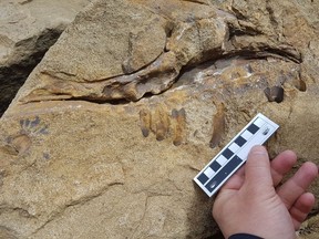 A fossil of a dinosaur skull is shown in this June 12, 2017 handout photo. A hiker discovered a fossil of a tyrannosaur mouth near Tumbler Ridge in northeastern B.C. this month. Richard McCrea, director of the Peace Region Palaeontology Research Centre says it's the first dinosaur skull to be found in the province.