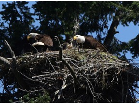 A young red-tailed hawk is seen in a bald eagle's nest being fed by the parents of three resident eaglets in Sidney, B.C., on Wednesday, June 21, 2017. Several theories about how the family acquired the hawk, but one theory among some of the locals is the parents took the chick back as prey until it realized it was alive and hungry for food and instead raised it as their own. THE CANADIAN PRESS/Chad Hipolito ORG XMIT: CAH305
CHAD HIPOLITO,
