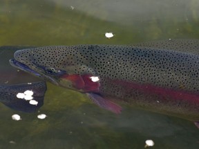 Fishing was good last weekend for rainbow trout on Weeks Lake in the Leech River watershed on Vancouver Island.