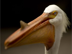 An American White Pelican displaying the bump on the top of his beak. The bump shows the bird wants to mate.