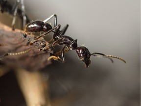 It's ant season in Vancouver.