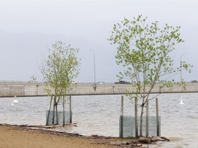 Water from Okanagan Lake laps ups against trees that are normally several metres away from the high water mark.