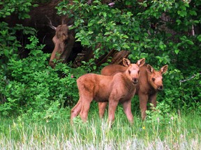 A search is underway for an orphaned moose calf in southeastern British Columbia that has managed to evade predators, vehicles and capture. A mother moose keeps a close eye on her two calves on the Bowron Lakes in this file photo.