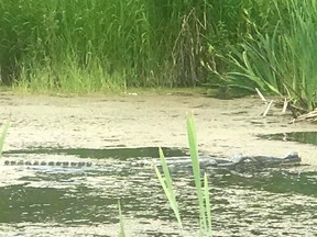 It sure does look like a crocodile, but it's just a tire, Surrey RCMP say.