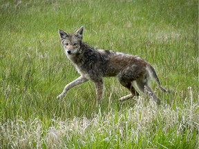 Conservation officers have located and destroyed a coyote, such as this one, that attacked a toddler in White Rock on Monday night.