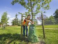 Surrey Parks worker Jess Plamondon waters Nyssa Sylvatica (black gum trees) at Sullivan Park on June 11. Surrey is seeing an increasing number of trees chopped down on private property.