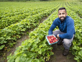 Amir Maan of Maan Farms in Abbotsford says the quality of this year’s strawberry harvest is ‘great’ despite having a delayed growing season. ‘I think every crop was affected by the weather, but that doesn't mean we're looking at a poor crop,’ he says.