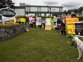 People protest Sunday outside the processing plant in Port Coquitlam that was the destination for chickens shown being allegedly abused by employees of another company that provides farms with people to round up chickens for shipping.