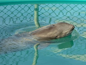 Daisy the harbour porpoise pictured at the Vancouver Aquarium in March 2009, a few months after she was rescued on a Victoria beach. The aquarium announced late Thursday that Daisy had died of pulmonary disease, according to a preliminary necropsy.